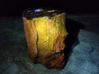 Polished One Side Large Dadoxylon Petrified Wood Tree Stump x 1 From Gokwe, Zimbabwe