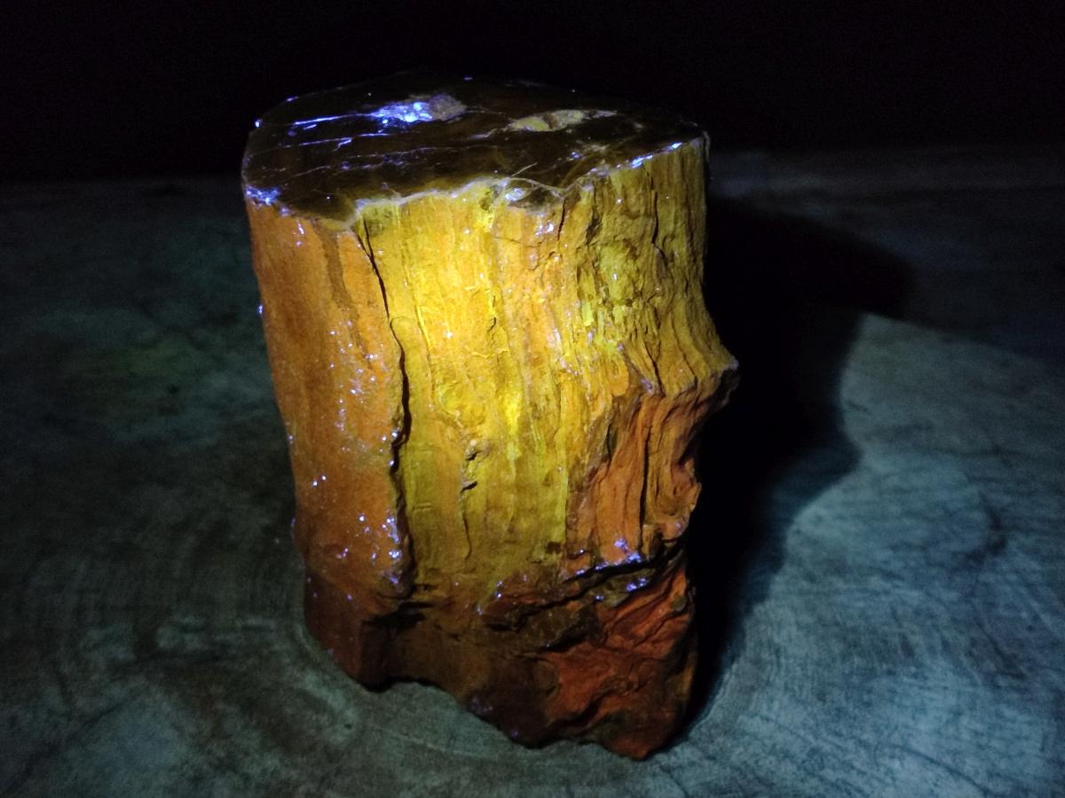 Polished One Side Large Dadoxylon Petrified Wood Tree Stump x 1 From Gokwe, Zimbabwe