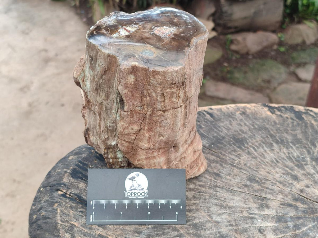 Polished One Side Large Dadoxylon Petrified Wood Tree Stump x 1 From Gokwe, Zimbabwe