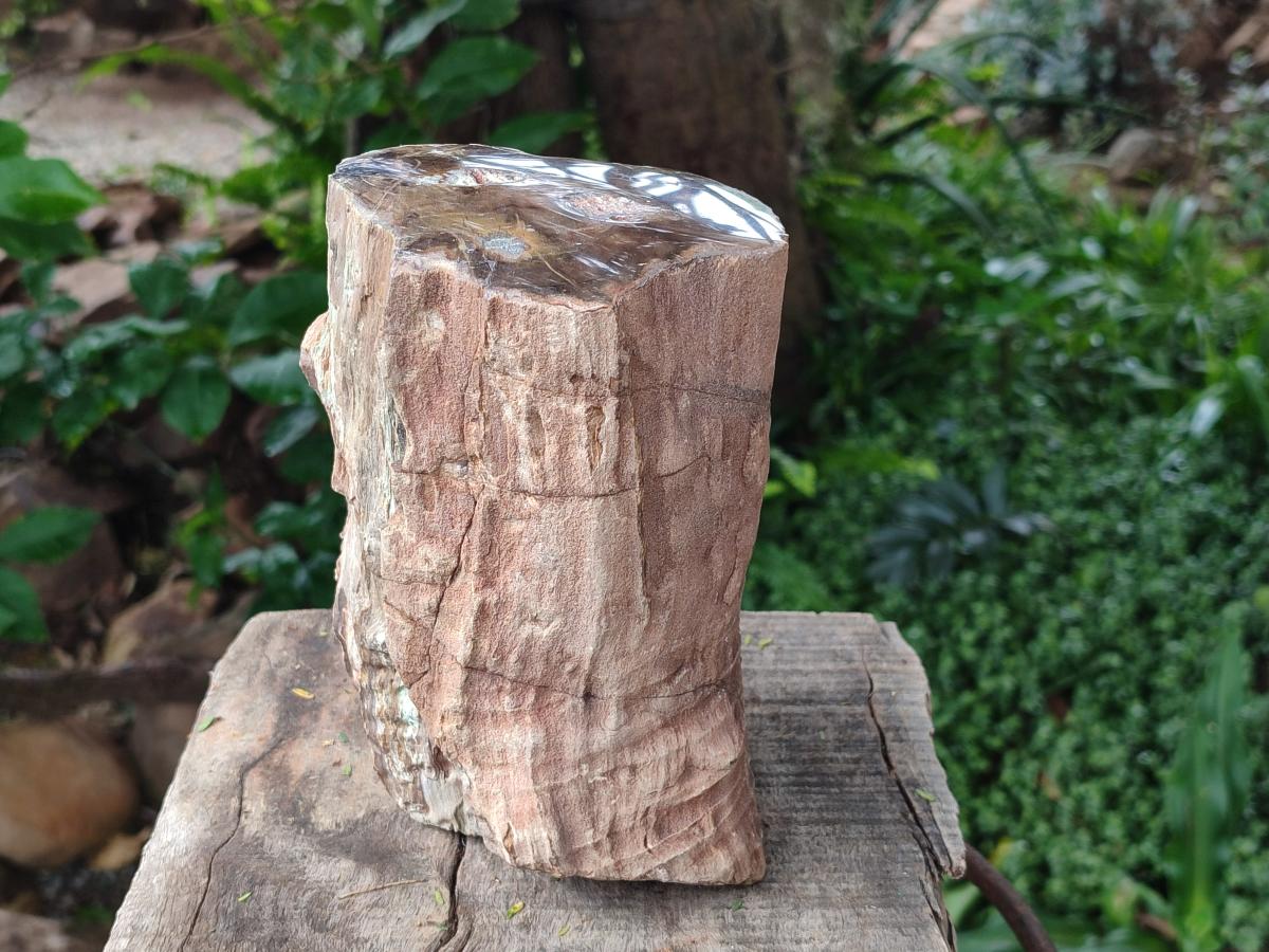 Polished One Side Large Dadoxylon Petrified Wood Tree Stump x 1 From Gokwe, Zimbabwe