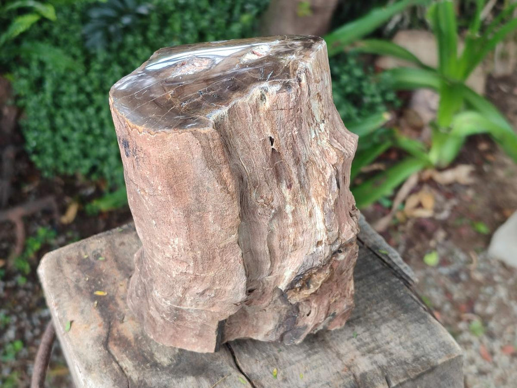 Polished One Side Large Dadoxylon Petrified Wood Tree Stump x 1 From Gokwe, Zimbabwe