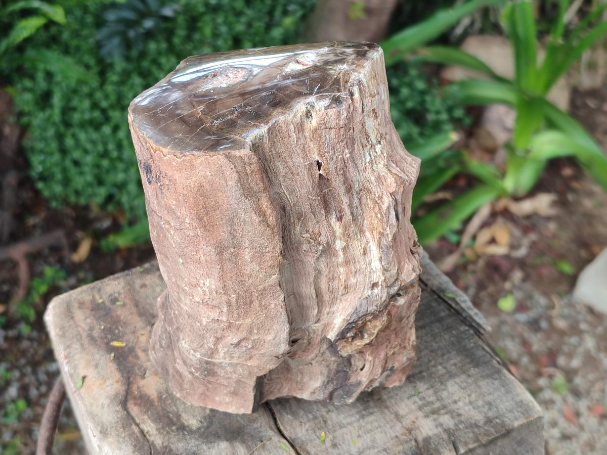 Polished One Side Large Dadoxylon Petrified Wood Tree Stump x 1 From Gokwe, Zimbabwe