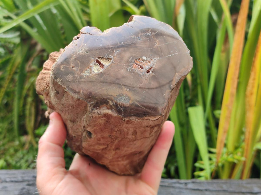 Polished One Side Large Dadoxylon Petrified Wood Tree Stump x 1 From Gokwe, Zimbabwe