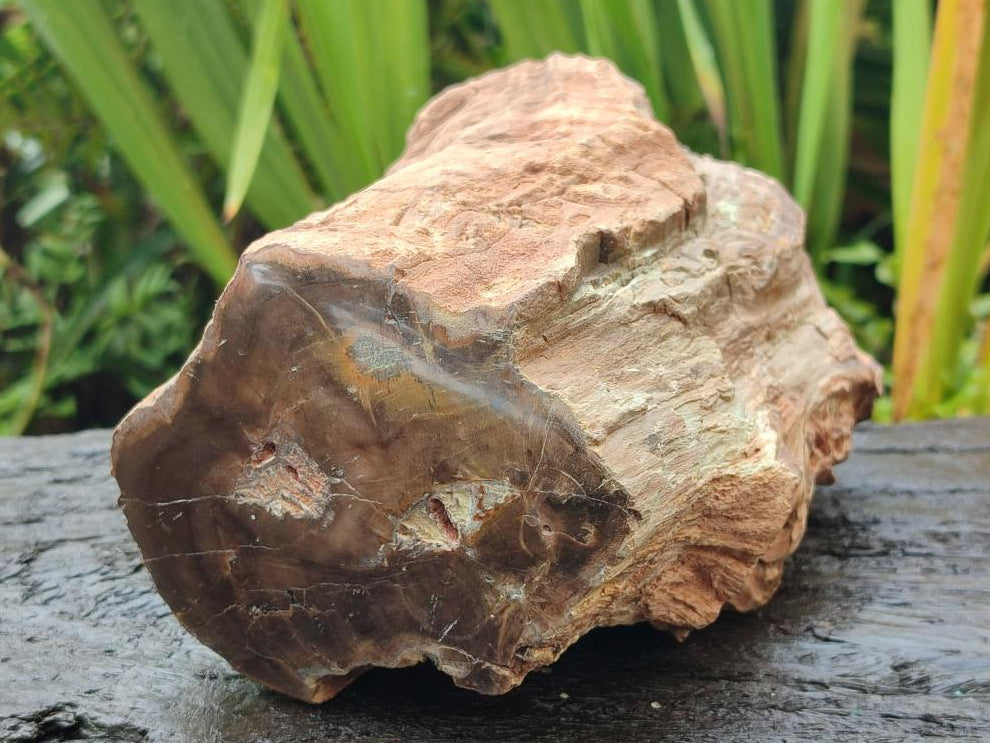 Polished One Side Large Dadoxylon Petrified Wood Tree Stump x 1 From Gokwe, Zimbabwe