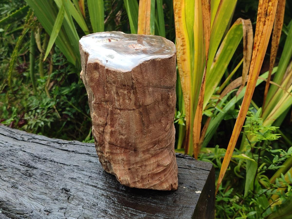 Polished One Side Large Dadoxylon Petrified Wood Tree Stump x 1 From Gokwe, Zimbabwe