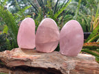 Polished Gemmy Star Rose Quartz Standing Free Forms x 4 From Madagascar - Toprock Gemstones and Minerals 