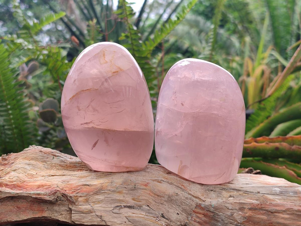 Polished Gemmy Star Rose Quartz Standing Free Forms x 4 From Madagascar - Toprock Gemstones and Minerals 