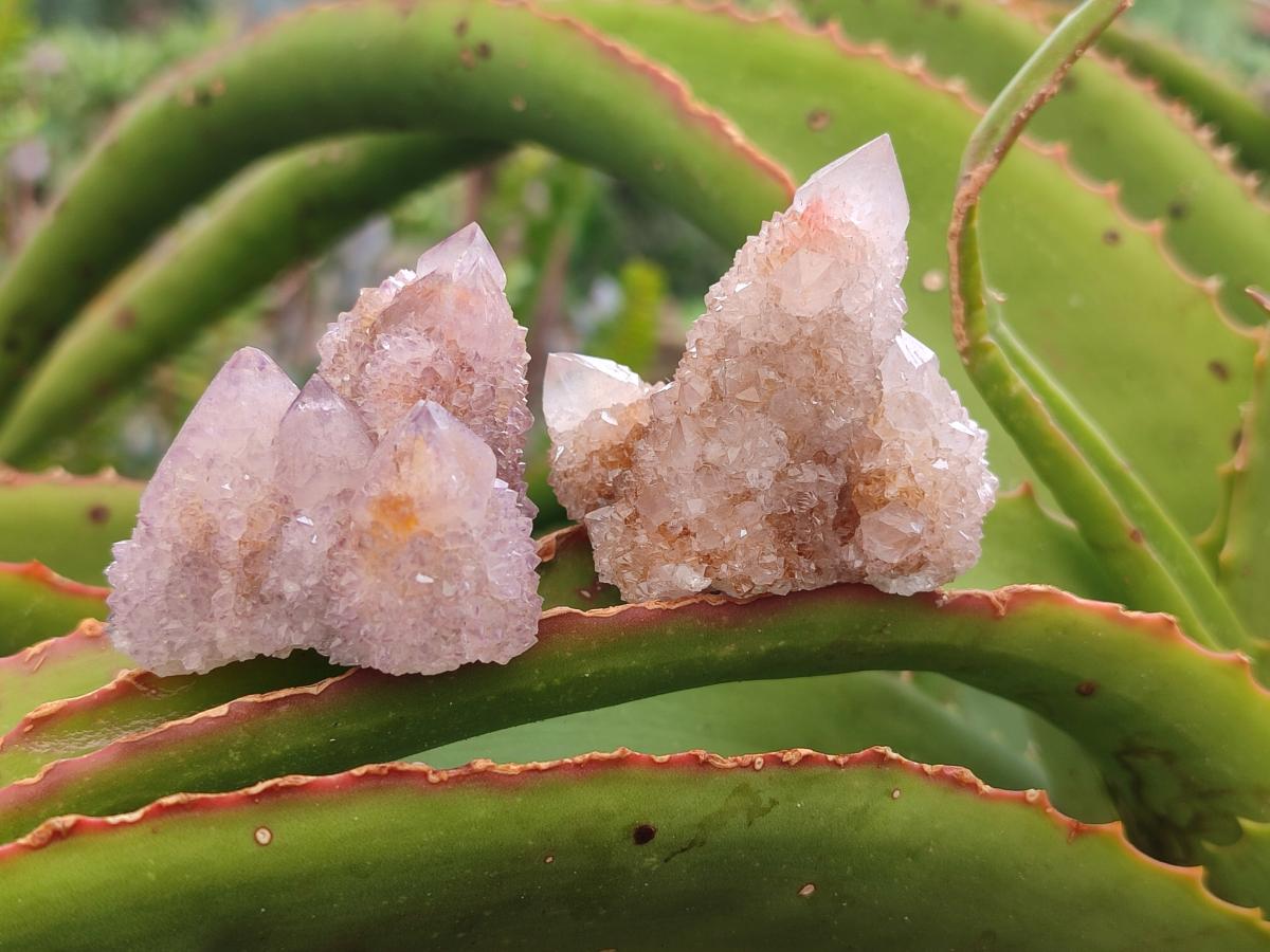 Natural Amethyst Spirit Crystals and Clusters x 24 From Boekenhouthoek, South Africa