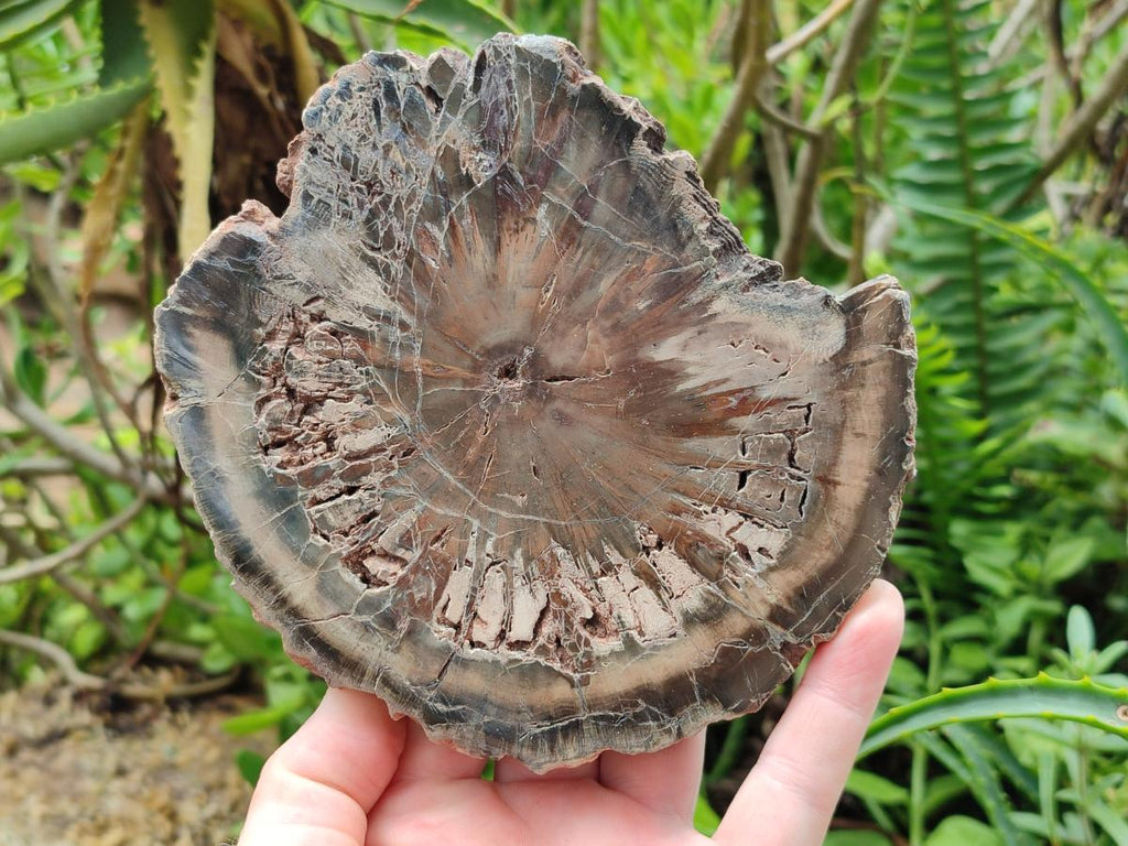 Polished Dadoxylon Petrified Wood Slices x 3 From Gokwe, Zimbabwe