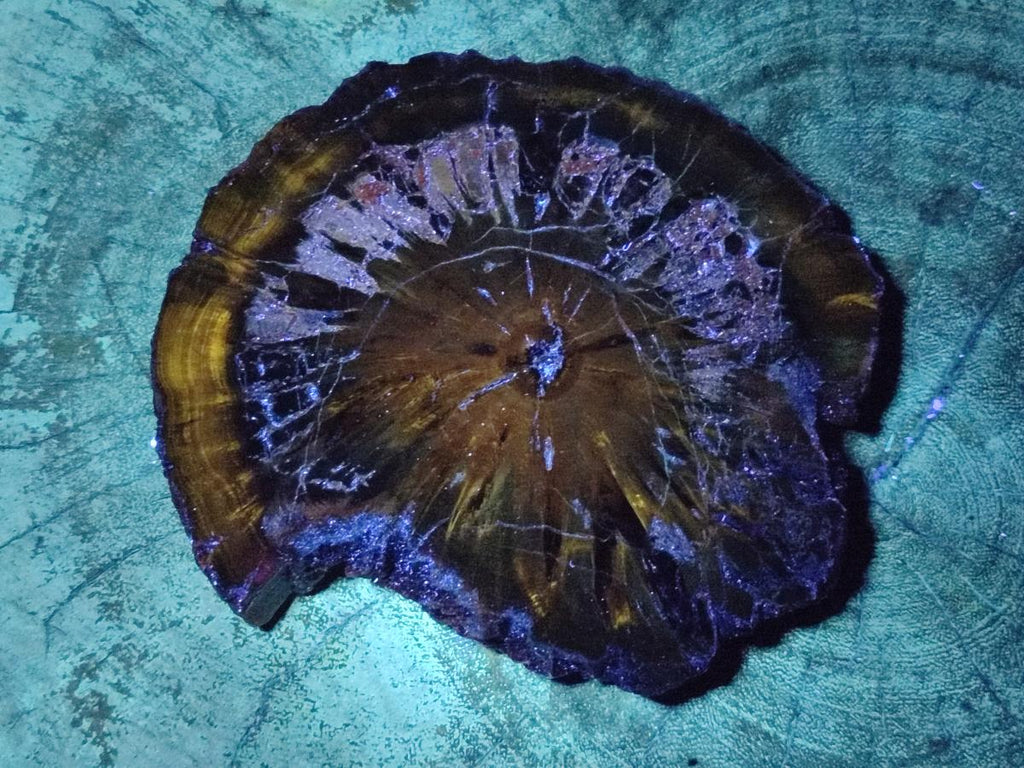 Polished Dadoxylon Petrified Wood Slices x 3 From Gokwe, Zimbabwe