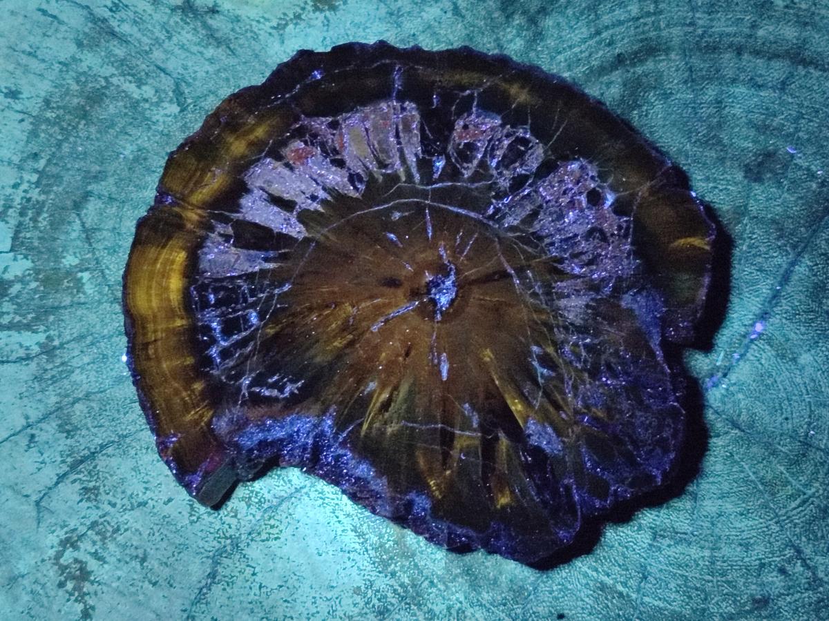 Polished Dadoxylon Petrified Wood Slices x 3 From Gokwe, Zimbabwe