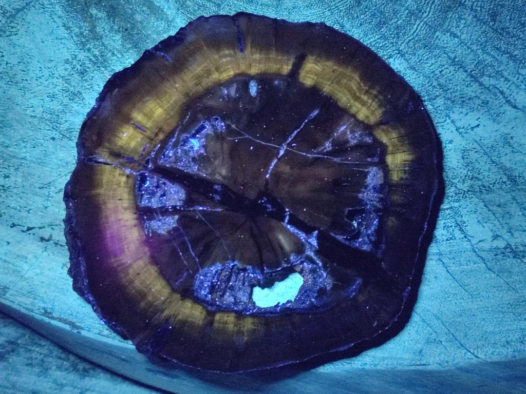 Polished Dadoxylon Petrified Wood Slices x 3 From Gokwe, Zimbabwe