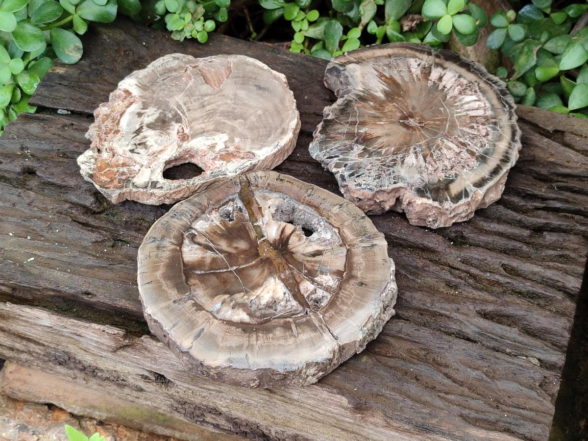 Polished Dadoxylon Petrified Wood Slices x 3 From Gokwe, Zimbabwe