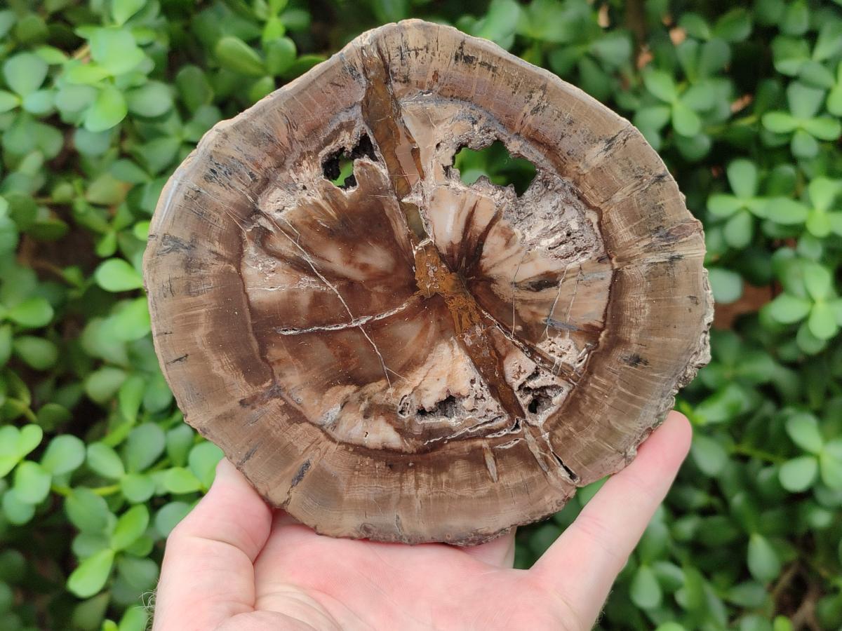 Polished Dadoxylon Petrified Wood Slices x 3 From Gokwe, Zimbabwe