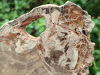Polished Dadoxylon Petrified Wood Slices x 3 From Gokwe, Zimbabwe