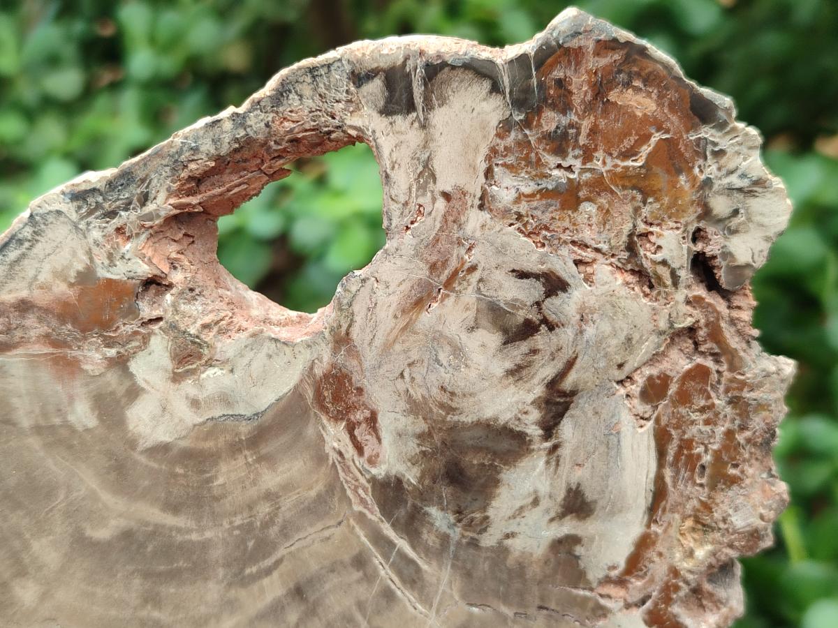 Polished Dadoxylon Petrified Wood Slices x 3 From Gokwe, Zimbabwe