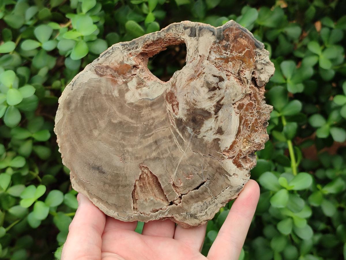 Polished Dadoxylon Petrified Wood Slices x 3 From Gokwe, Zimbabwe