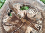 Polished Dadoxylon Petrified Wood Slices x 3 From Gokwe, Zimbabwe