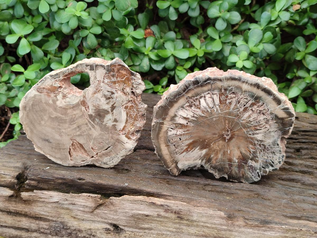 Polished Dadoxylon Petrified Wood Slices x 3 From Gokwe, Zimbabwe