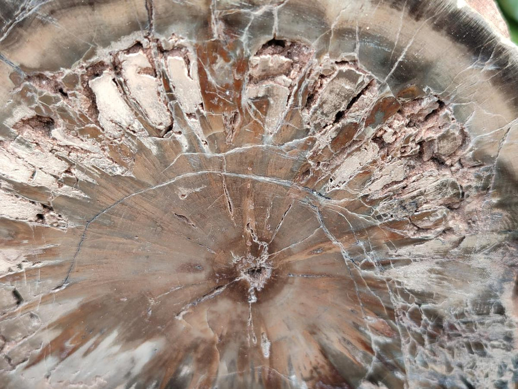 Polished Dadoxylon Petrified Wood Slices x 3 From Gokwe, Zimbabwe