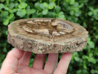 Polished Dadoxylon Petrified Wood Slices x 3 From Gokwe, Zimbabwe