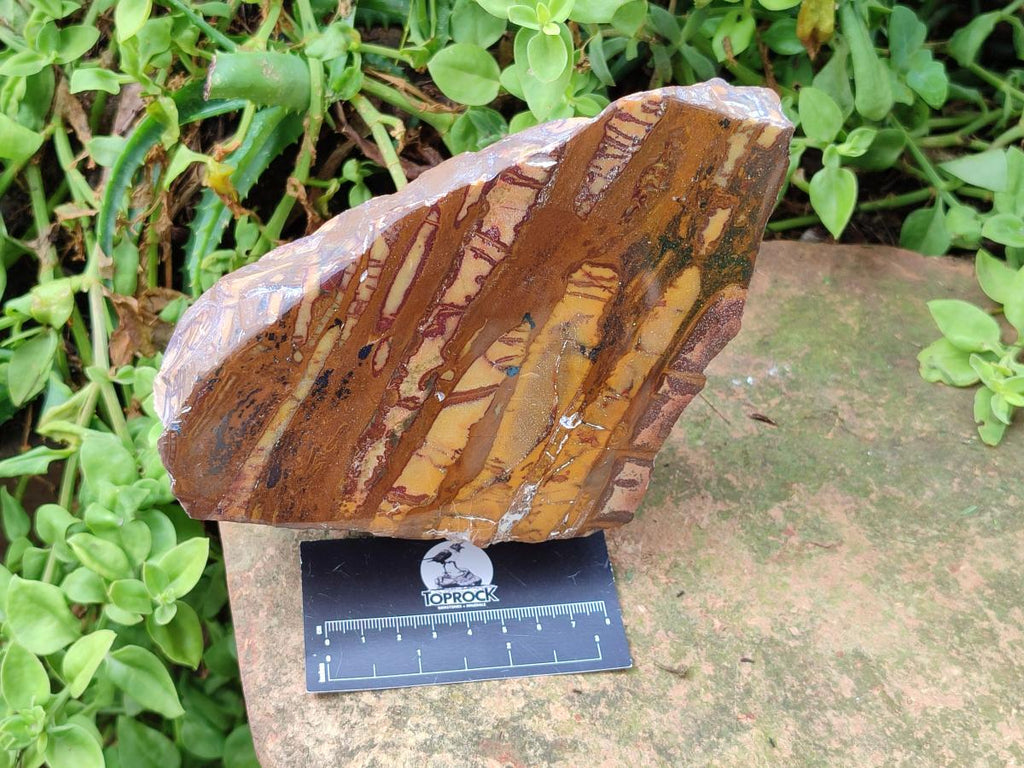 Polished One Side Large Nguni Jasper Specimen x 1 From Northern Cape, South Africa