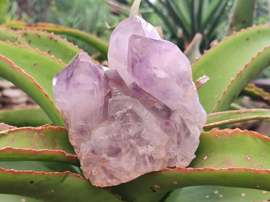 Natural Jacaranda Amethyst Crystal Clusters x 2 From Mumbwa, Zambia
