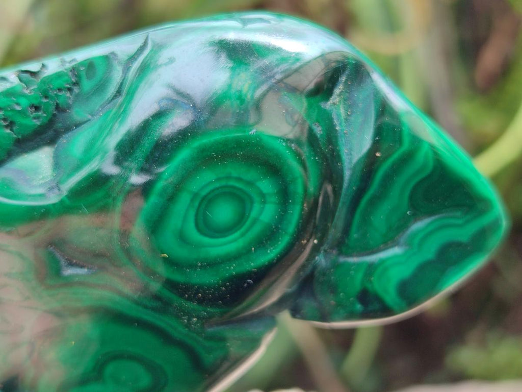 Polished Flower Banded Malachite Free Forms x 6 From Congo