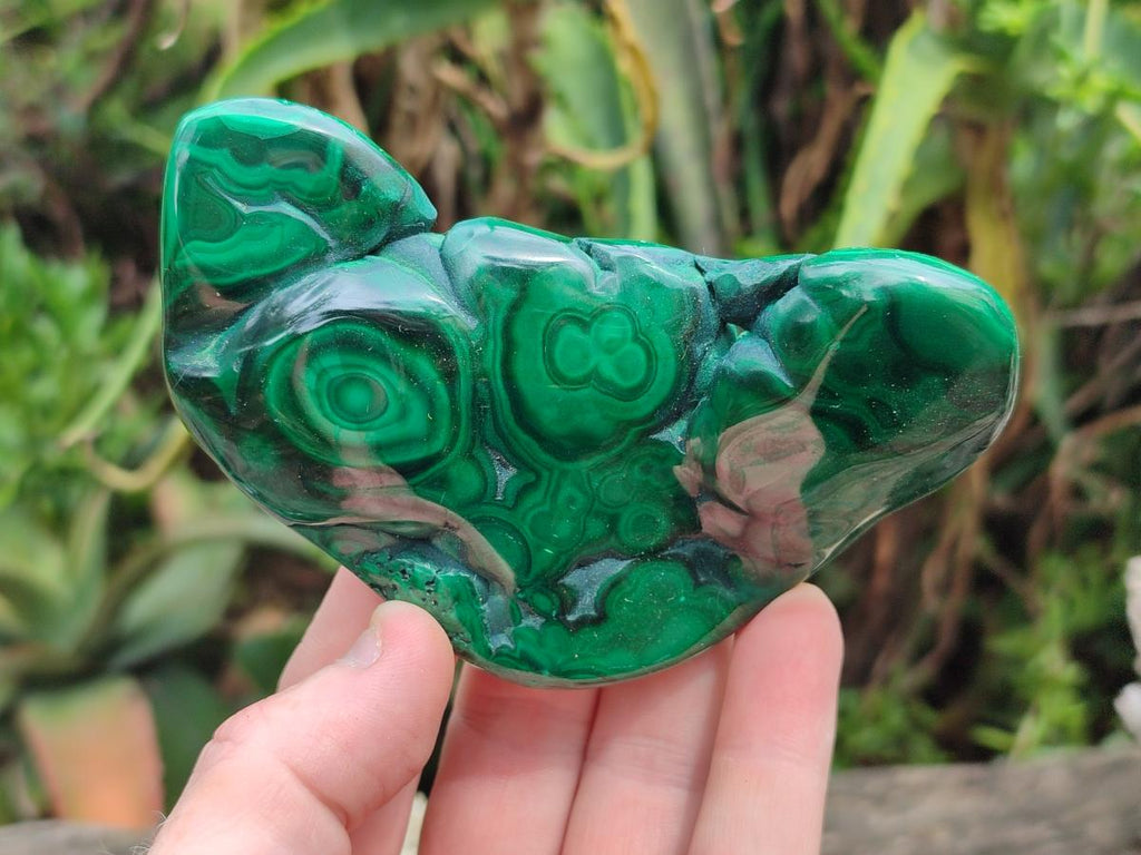Polished Flower Banded Malachite Free Forms x 6 From Congo