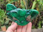Polished Flower Banded Malachite Free Forms x 6 From Congo