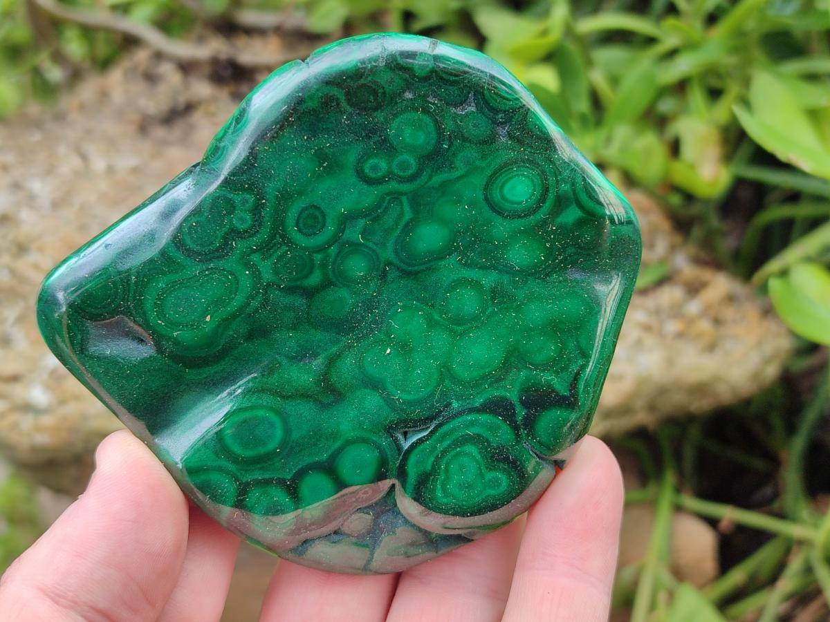 Polished Flower Banded Malachite Free Forms x 6 From Congo