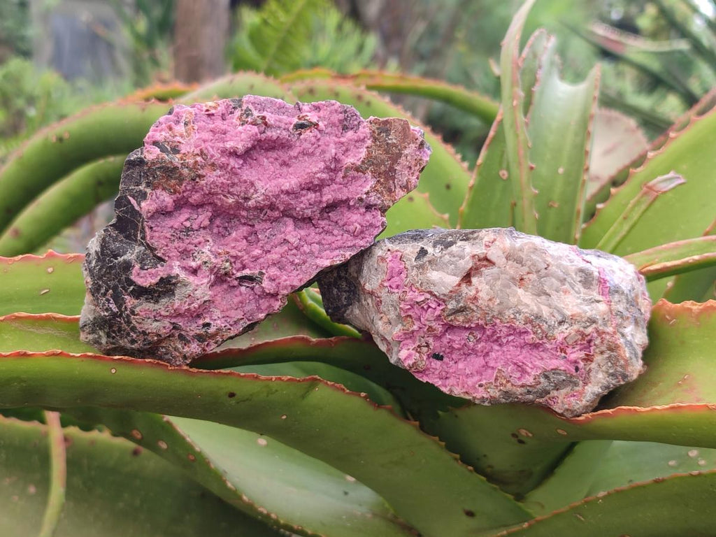 Natural Salrose Cobaltoan Dolomite Specimens x 4 From Kakanda, Congo
