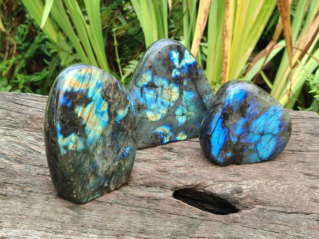Polished Labradorite Standing Free Forms x 3 From Madagascar