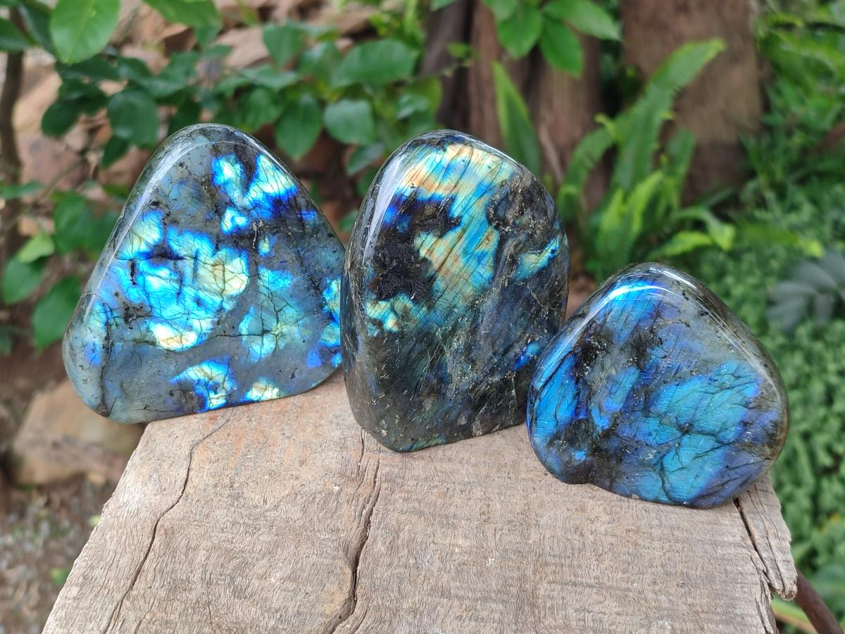 Polished Labradorite Standing Free Forms x 3 From Madagascar