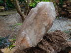 Polished XL Double Terminated Smokey Quartz Crystal x 1 From Angola