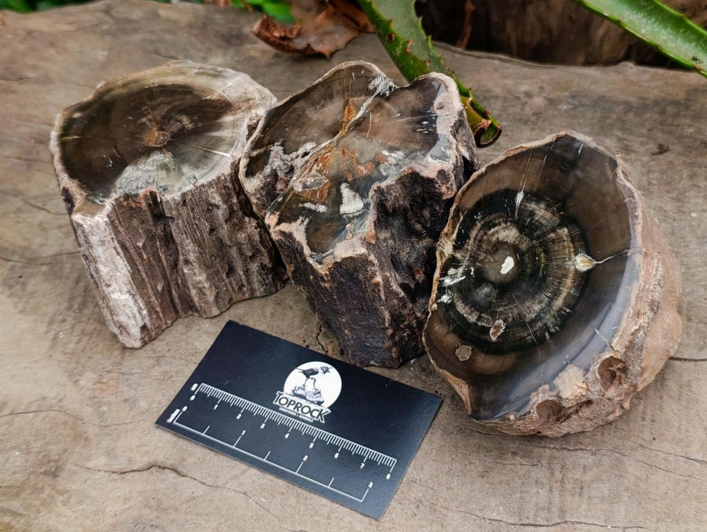 Polished On One Side Dadoxylon Petrified Wood Tree Branches x 3 From Gokwe, Zimbabwe - Toprock Gemstones and Minerals 