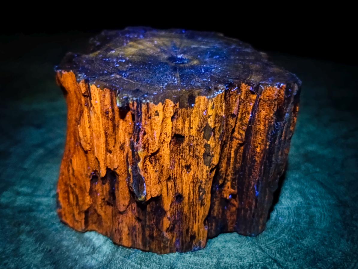 Polished On One Side Dadoxylon Petrified Wood Tree Branches x 3 From Gokwe, Zimbabwe - Toprock Gemstones and Minerals 