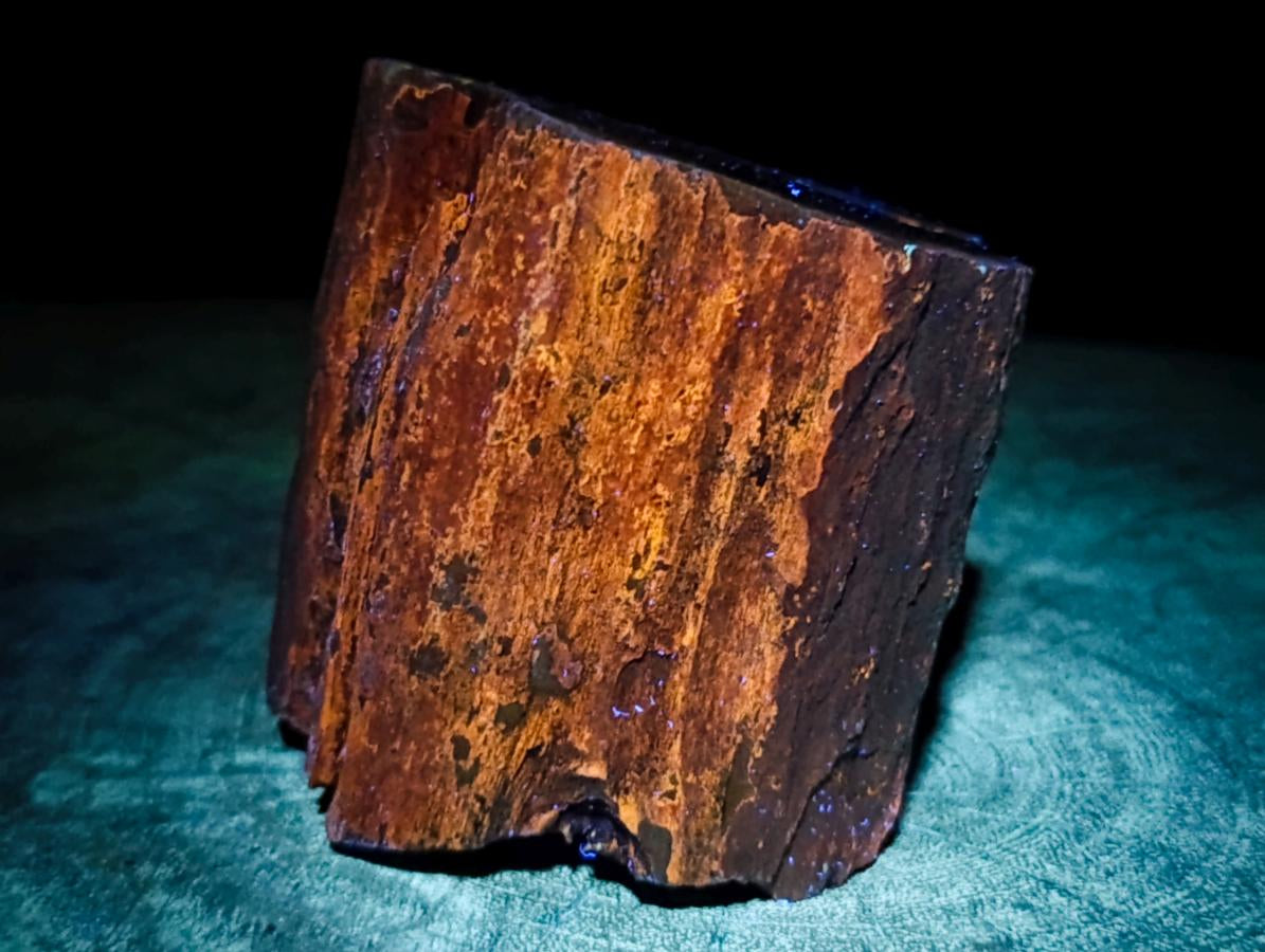 Polished On One Side Dadoxylon Petrified Wood Tree Branches x 3 From Gokwe, Zimbabwe - Toprock Gemstones and Minerals 