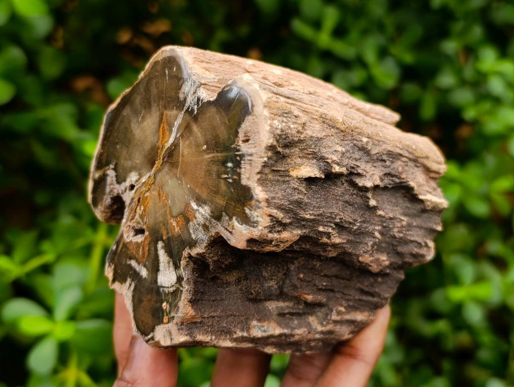 Polished On One Side Dadoxylon Petrified Wood Tree Branches x 3 From Gokwe, Zimbabwe - Toprock Gemstones and Minerals 