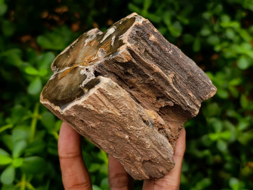 Polished On One Side Dadoxylon Petrified Wood Tree Branches x 3 From Gokwe, Zimbabwe - Toprock Gemstones and Minerals 