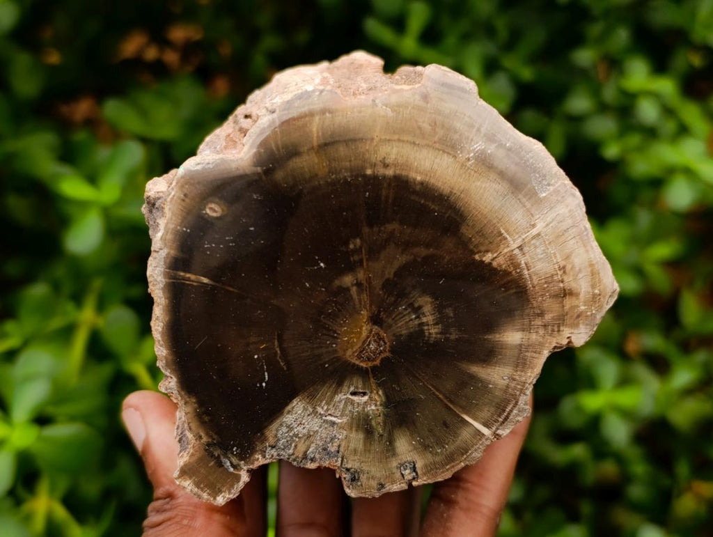 Polished On One Side Dadoxylon Petrified Wood Tree Branches x 3 From Gokwe, Zimbabwe - Toprock Gemstones and Minerals 