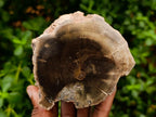 Polished On One Side Dadoxylon Petrified Wood Tree Branches x 3 From Gokwe, Zimbabwe - Toprock Gemstones and Minerals 