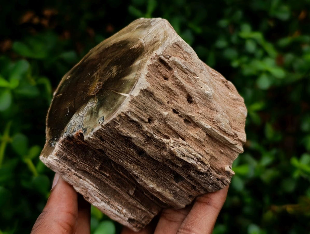 Polished On One Side Dadoxylon Petrified Wood Tree Branches x 3 From Gokwe, Zimbabwe - Toprock Gemstones and Minerals 