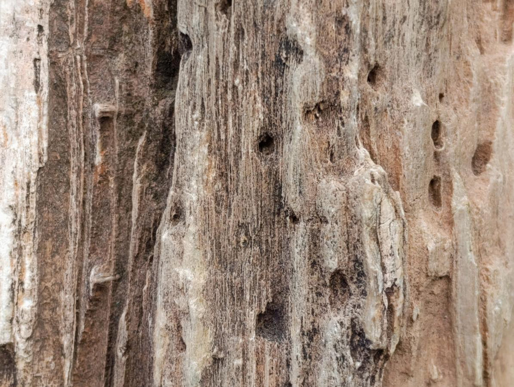 Polished On One Side Dadoxylon Petrified Wood Tree Branches x 3 From Gokwe, Zimbabwe - Toprock Gemstones and Minerals 