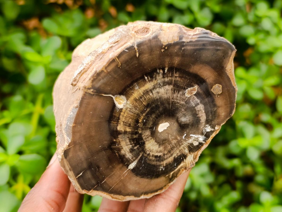 Polished On One Side Dadoxylon Petrified Wood Tree Branches x 3 From Gokwe, Zimbabwe - Toprock Gemstones and Minerals 