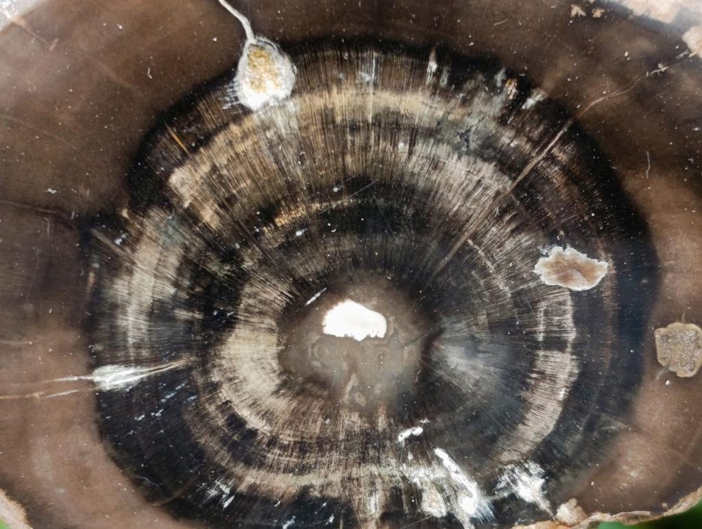 Polished On One Side Dadoxylon Petrified Wood Tree Branches x 3 From Gokwe, Zimbabwe - Toprock Gemstones and Minerals 