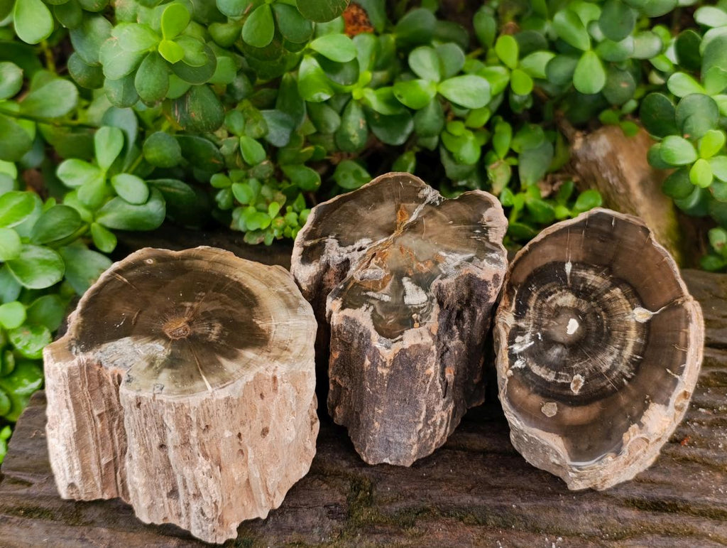 Polished On One Side Dadoxylon Petrified Wood Tree Branches x 3 From Gokwe, Zimbabwe - Toprock Gemstones and Minerals 