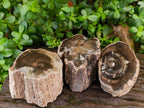 Polished On One Side Dadoxylon Petrified Wood Tree Branches x 3 From Gokwe, Zimbabwe - Toprock Gemstones and Minerals 