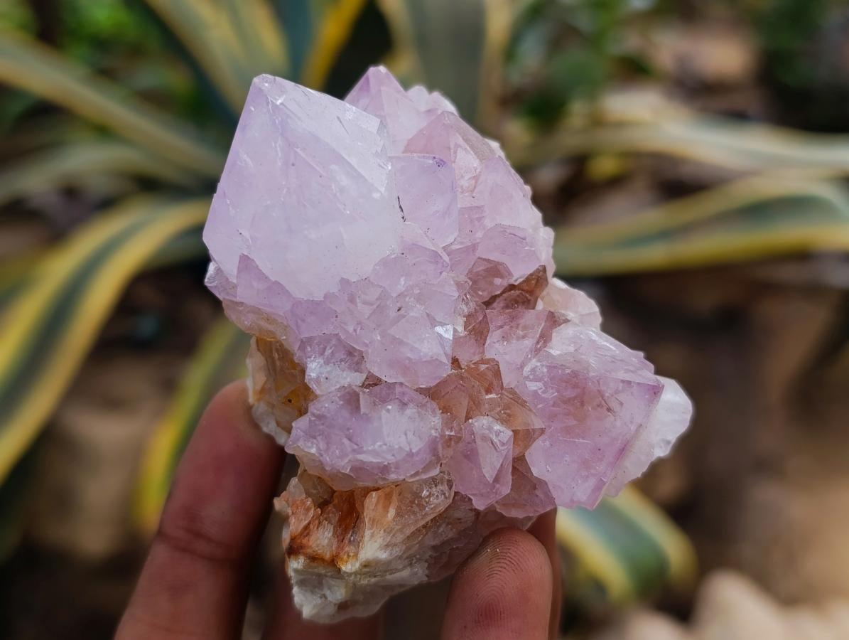 Natural Amethyst and Ametrine Spirit Clusters x 6 From Boekenhouthoek, South Africa - Toprock Gemstones and Minerals 