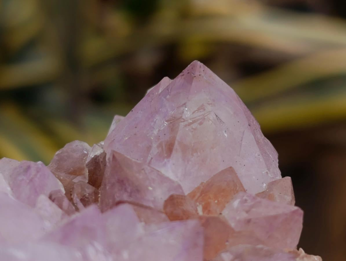 Natural Amethyst and Ametrine Spirit Clusters x 6 From Boekenhouthoek, South Africa - Toprock Gemstones and Minerals 